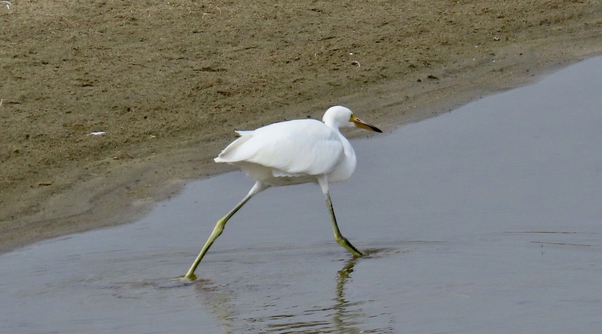 Snowy Egret - ML622088833