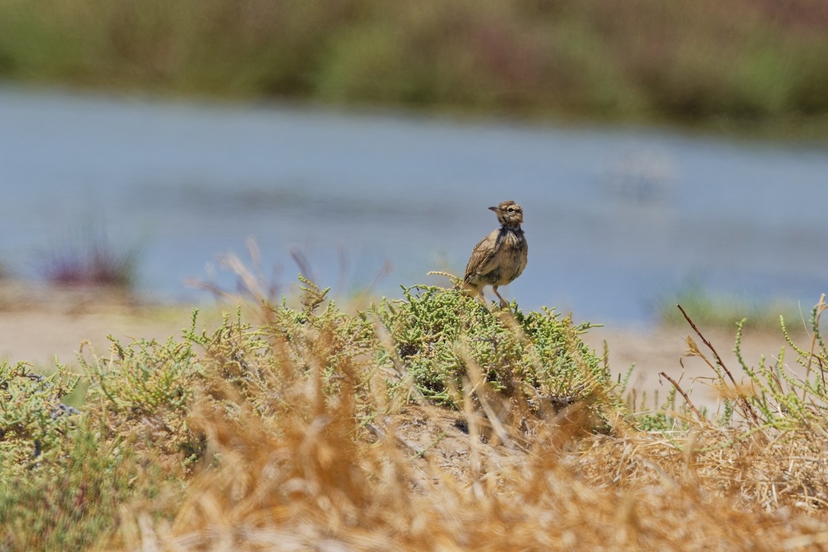 Crested Lark - ML622088834