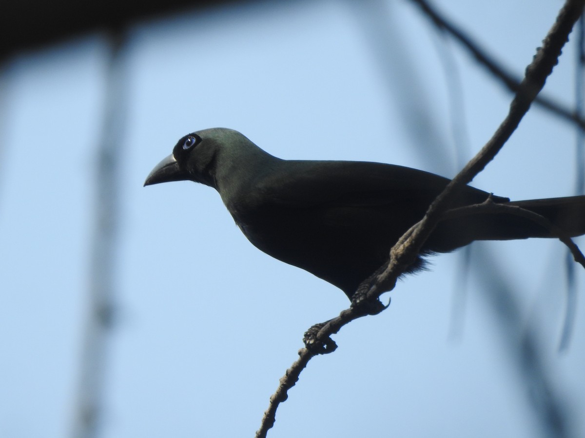 Racket-tailed Treepie - ML622088835