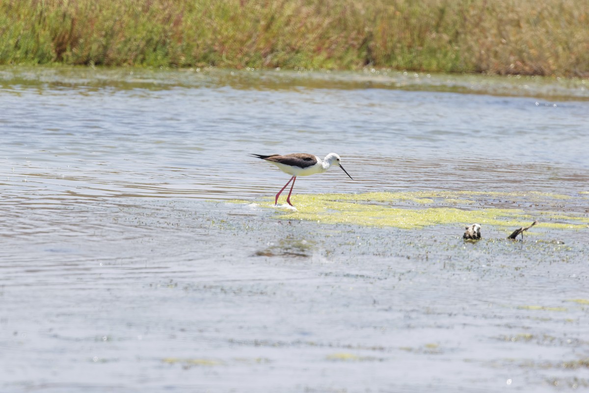 Black-winged Stilt - ML622088836