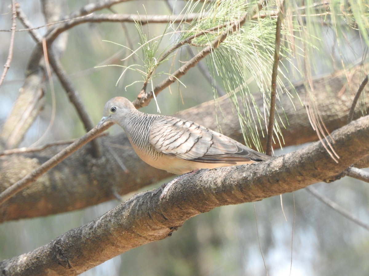 Zebra Dove - ML622088837