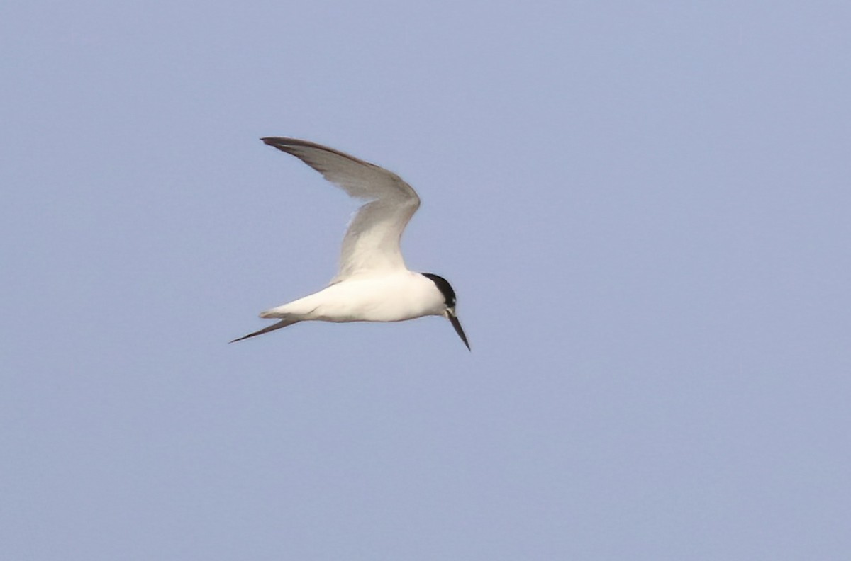 Little Tern - ML622088838