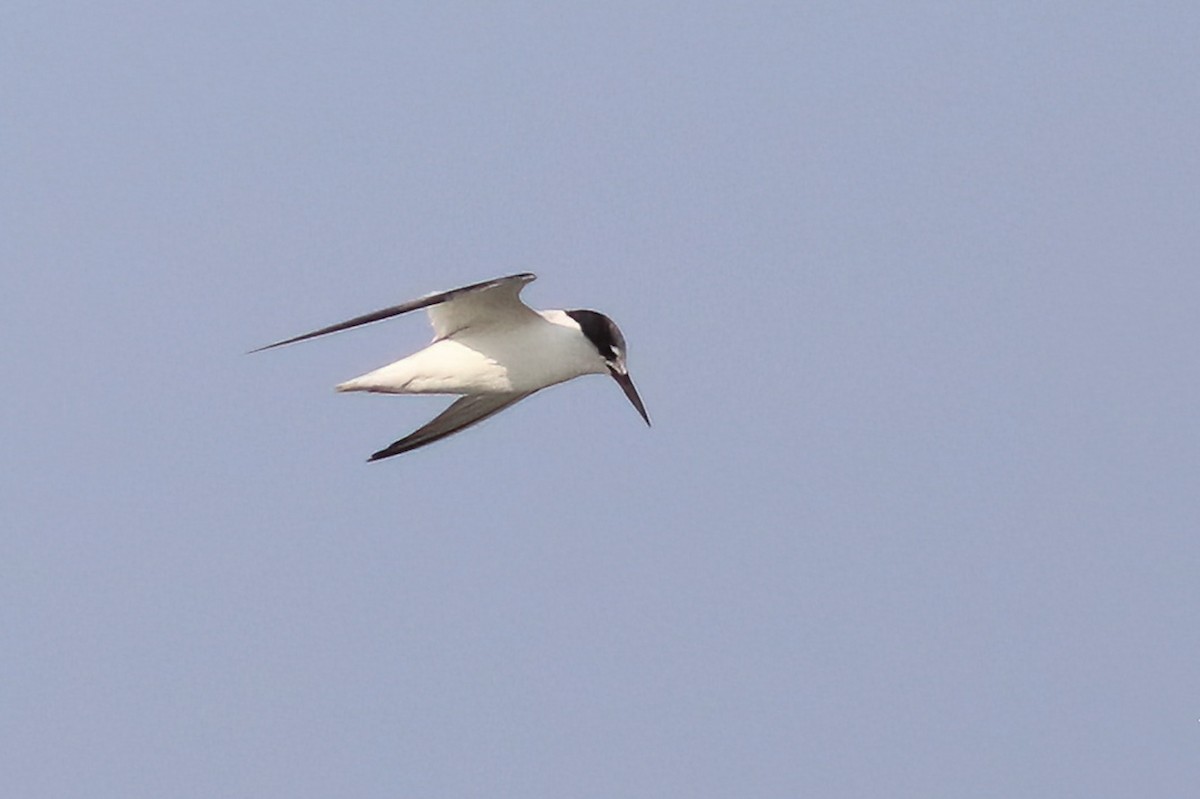 Little Tern - ML622088839