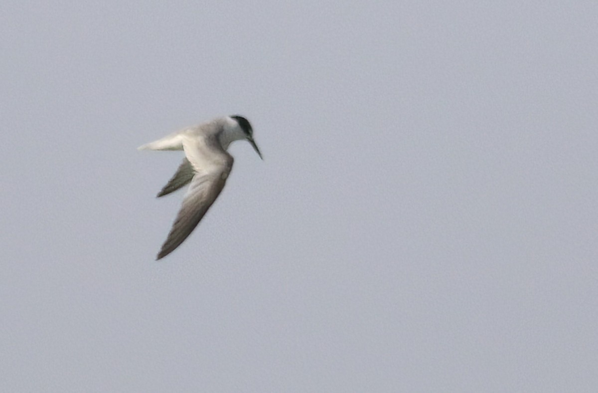 Little Tern - ML622088840