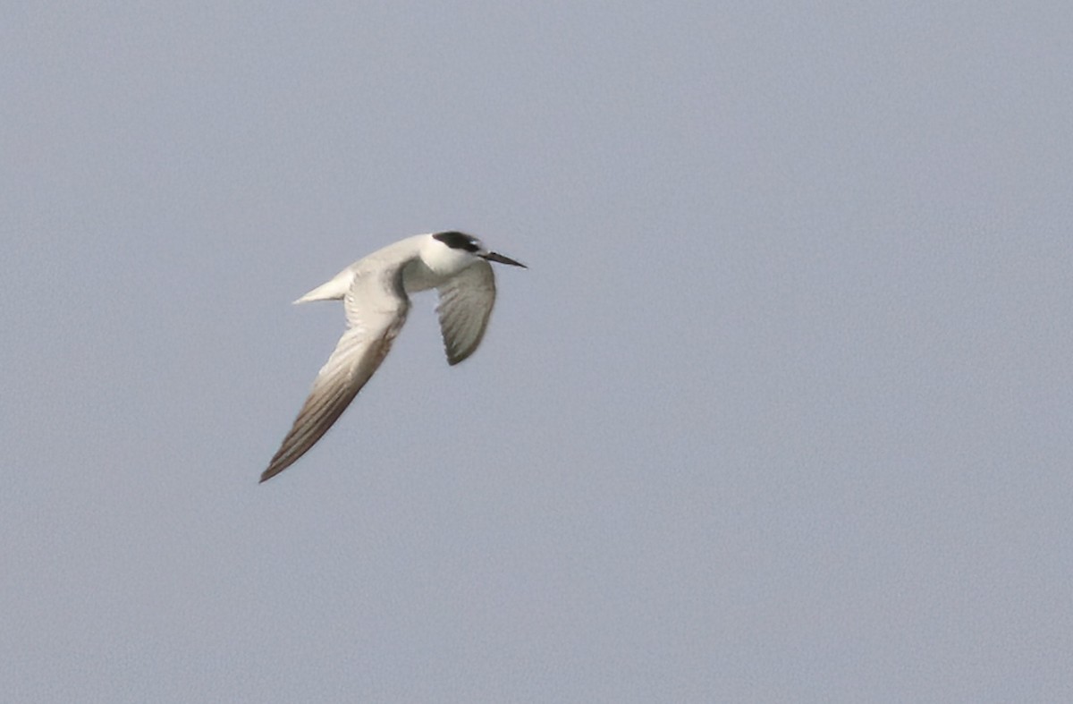 Little Tern - ML622088841