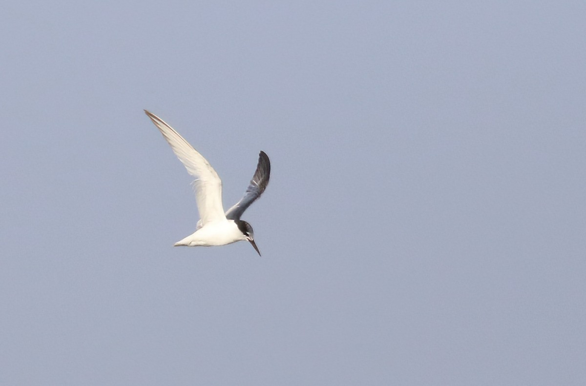 Little Tern - ML622088842