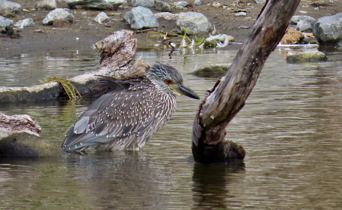 Black-crowned Night Heron - ML622088843