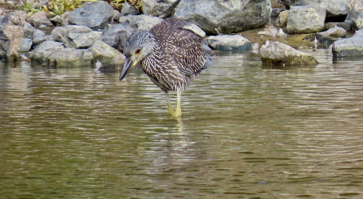 Black-crowned Night Heron - ML622088844