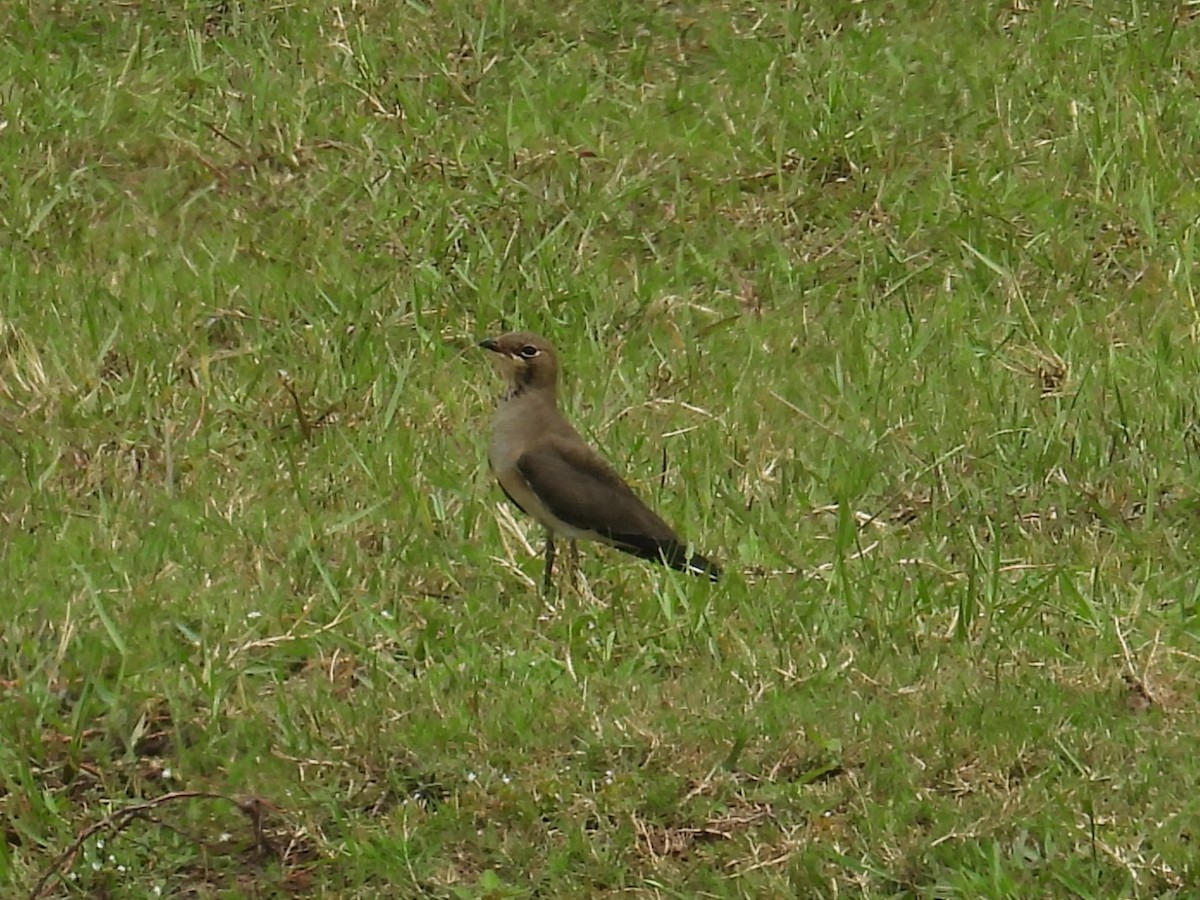 Oriental Pratincole - ML622088846