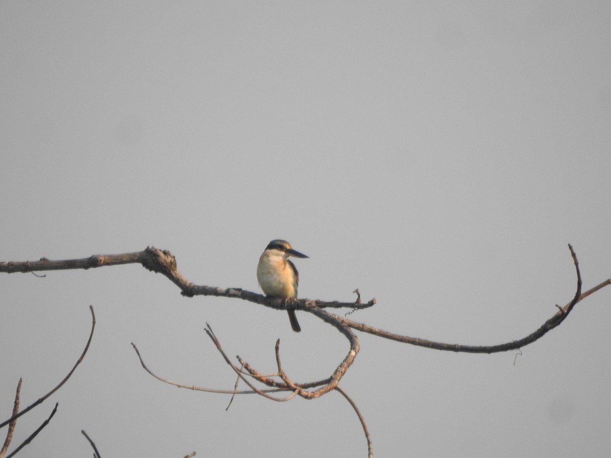 Sacred Kingfisher - ML622088847