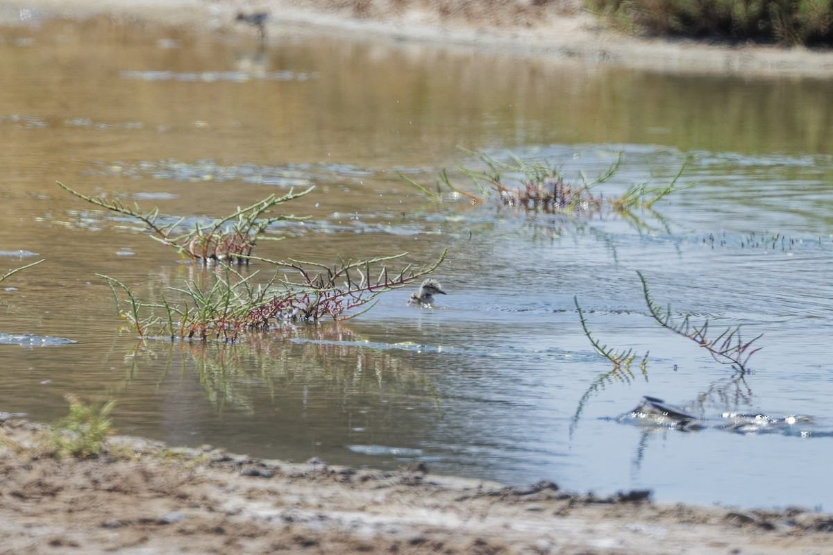 Kentish Plover - ML622088848