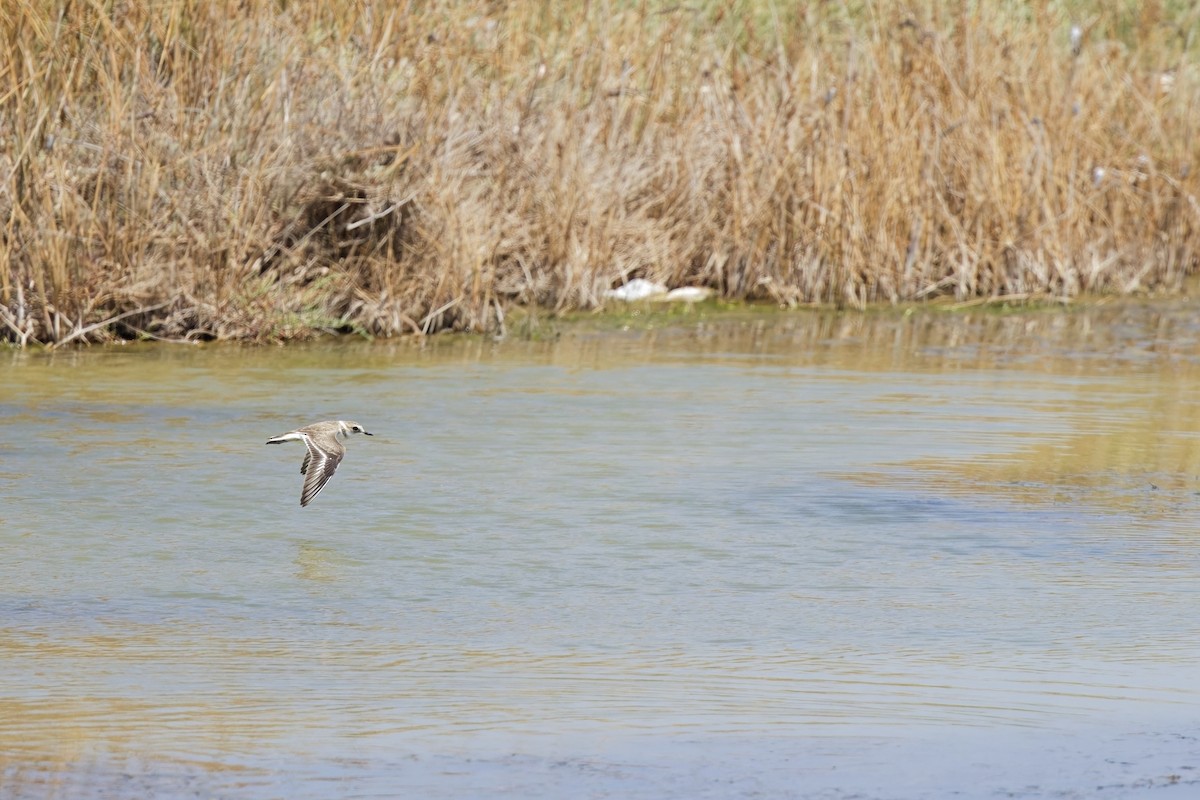 Kentish Plover - Bilgehan Ergan