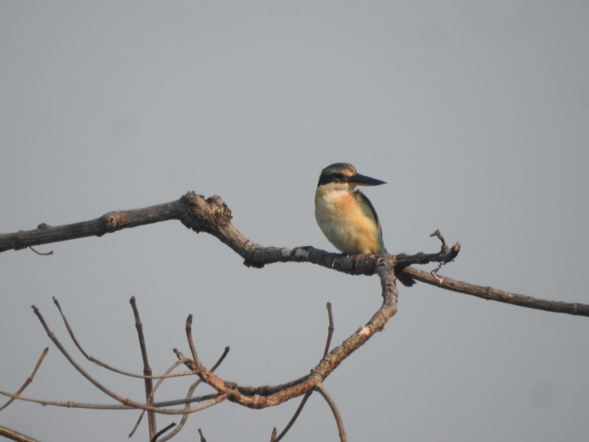 Sacred Kingfisher - ML622088850