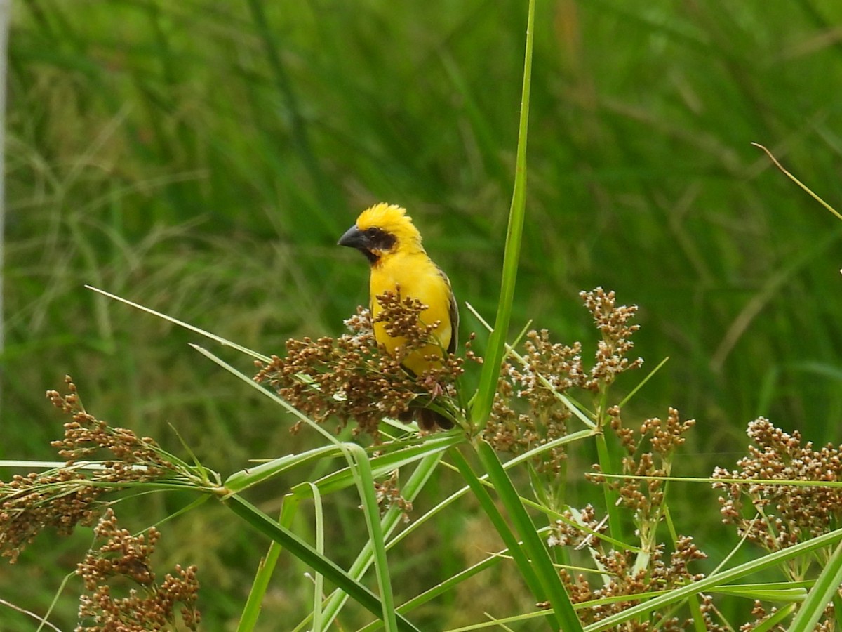 Asian Golden Weaver - ML622088851