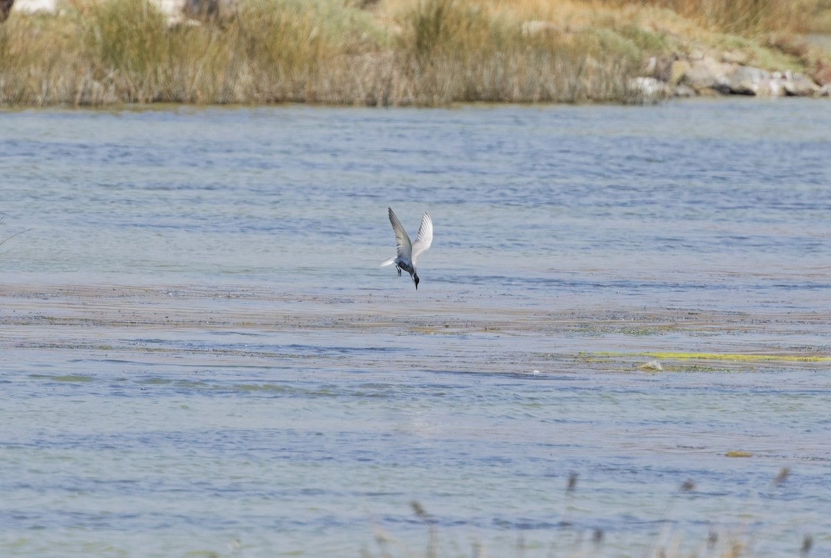 Whiskered Tern - ML622088852