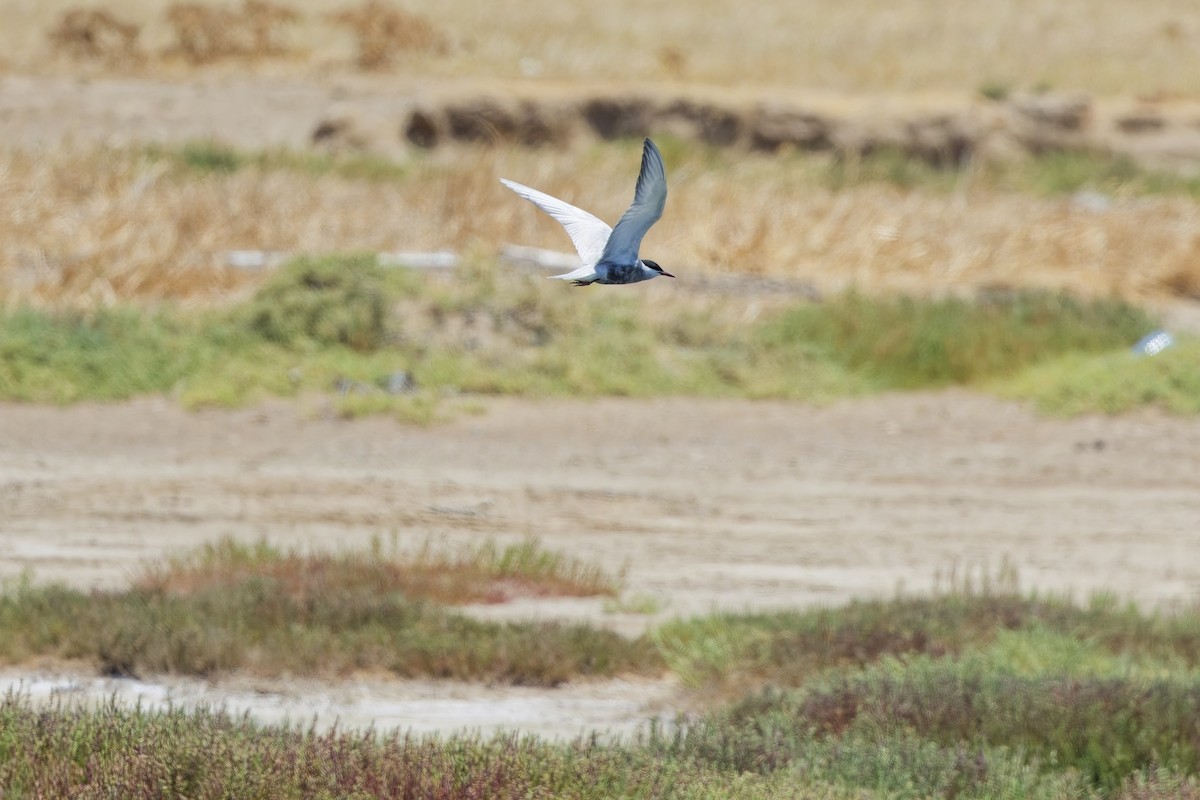 Whiskered Tern - ML622088853