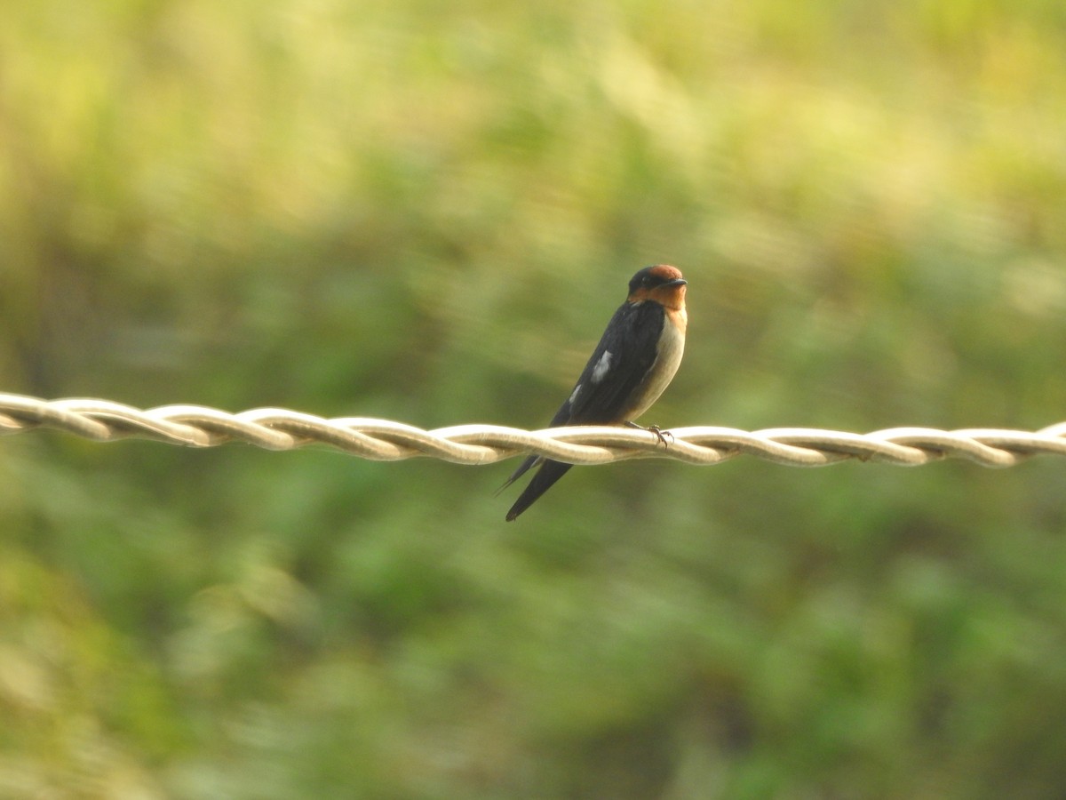 Golondrina del Pacífico - ML622088854