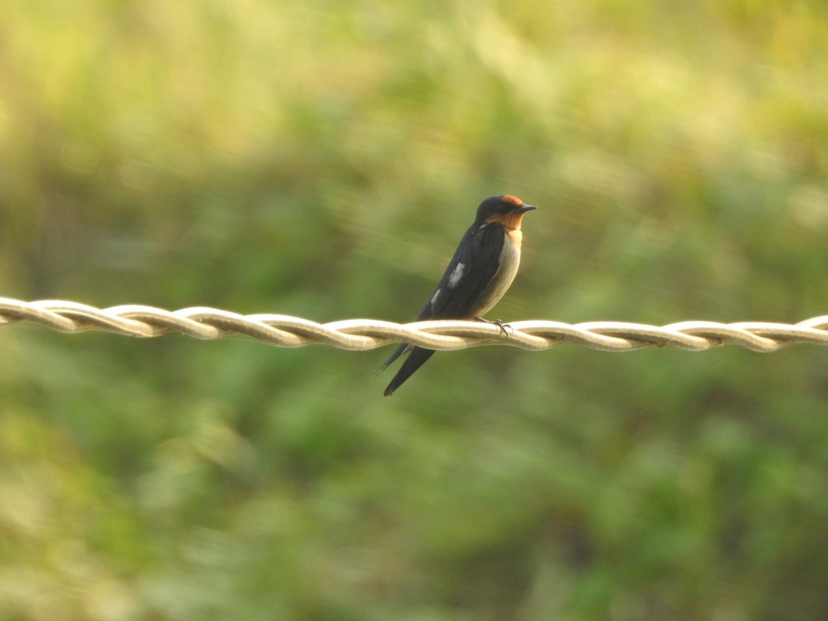 Pacific Swallow - ML622088855