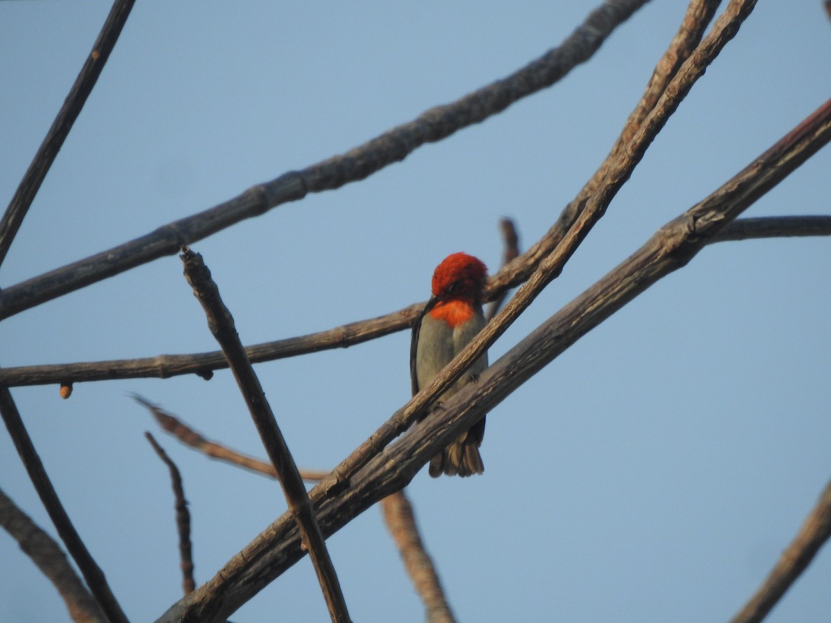 Scarlet-headed Flowerpecker - ML622088858