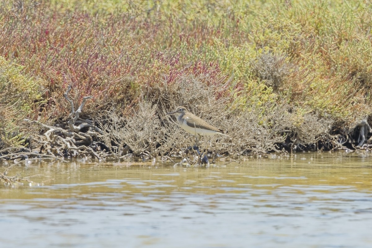 Common Sandpiper - ML622088859