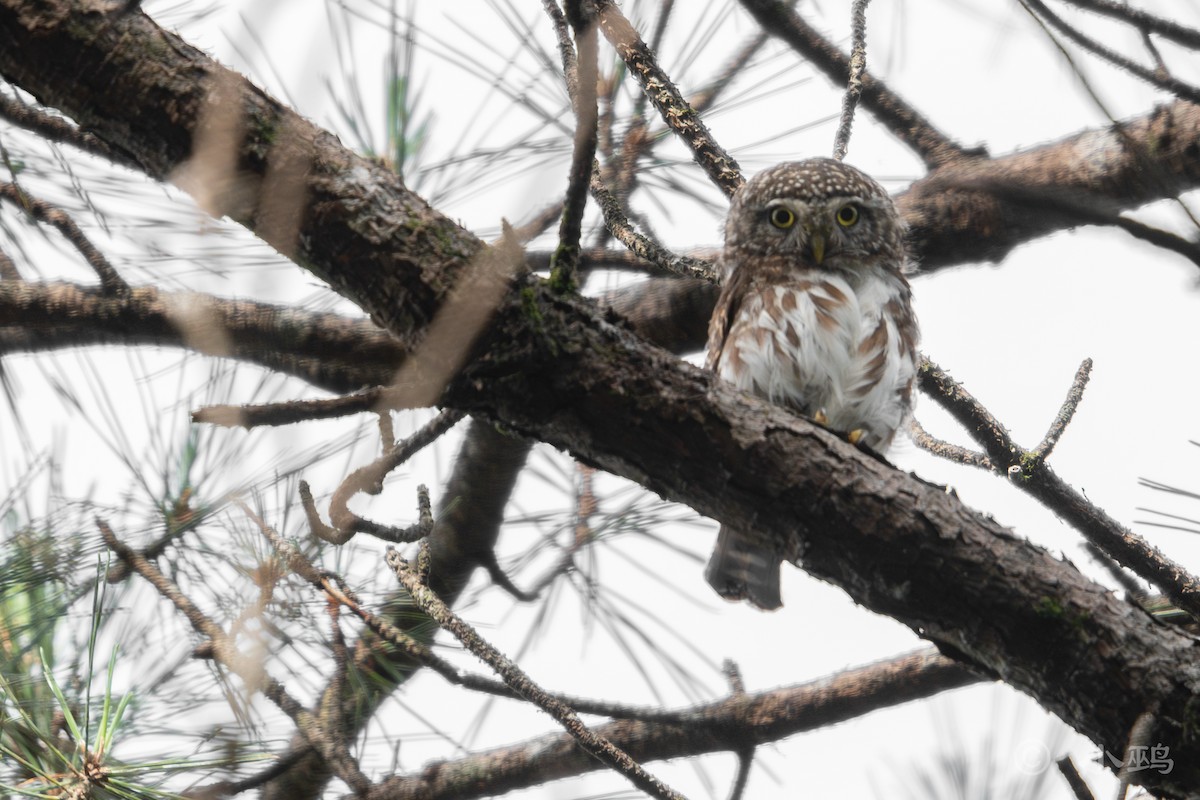 Collared Owlet - ML622088860