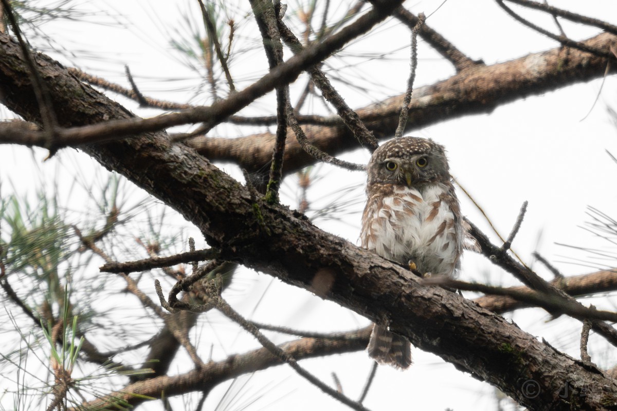 Collared Owlet - Vincent Wu