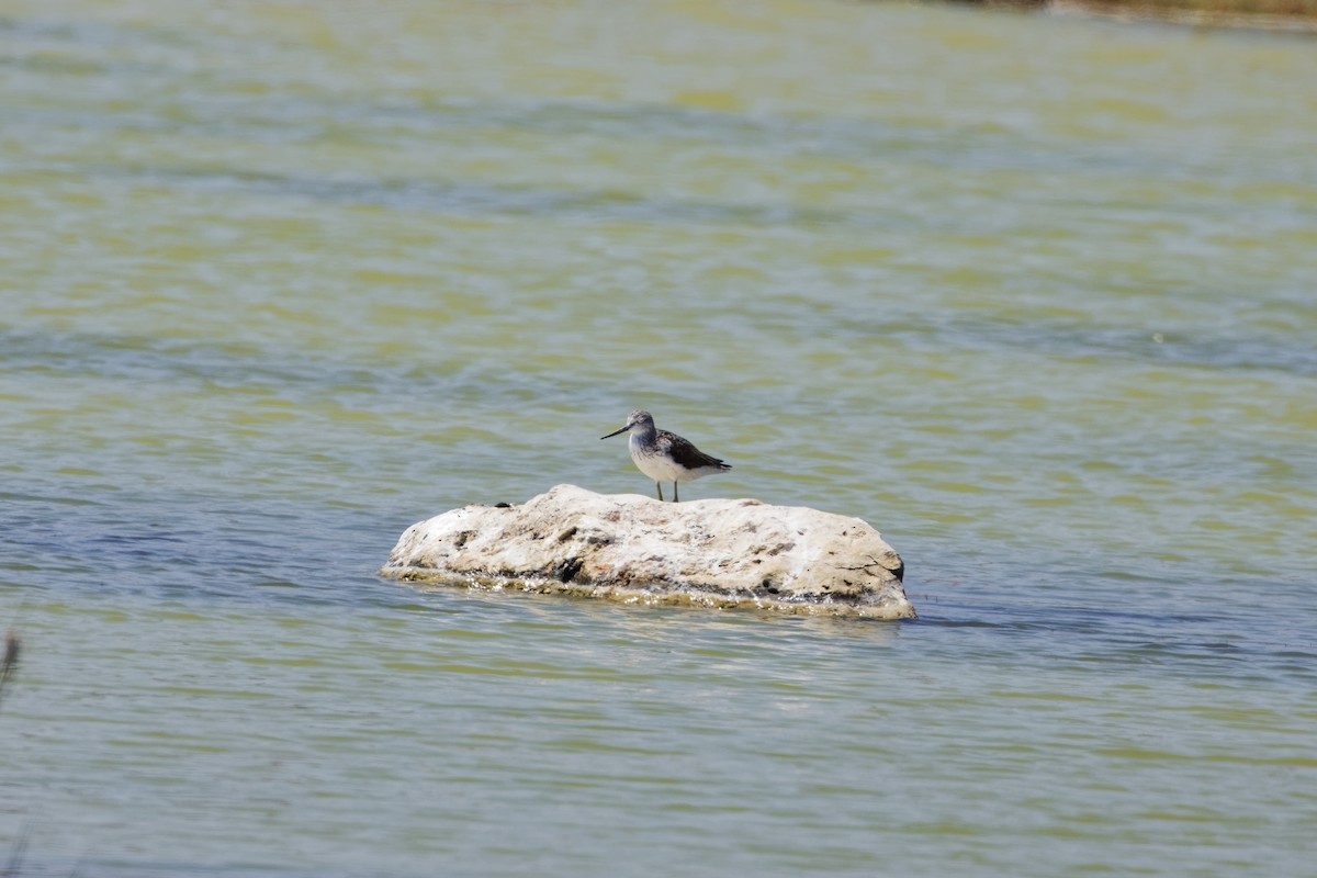 Common Greenshank - ML622088865