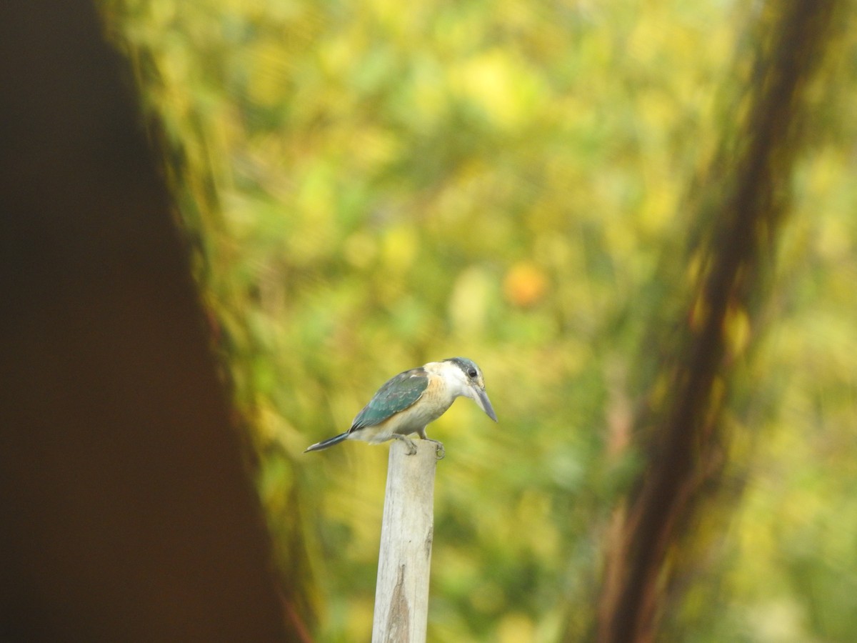 Sacred Kingfisher - Muhammad Nafis Ufsi