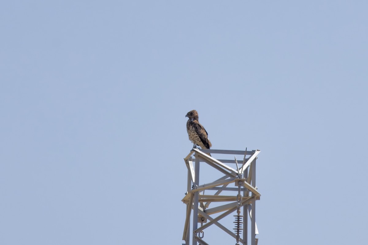 Short-toed Snake-Eagle - ML622088867