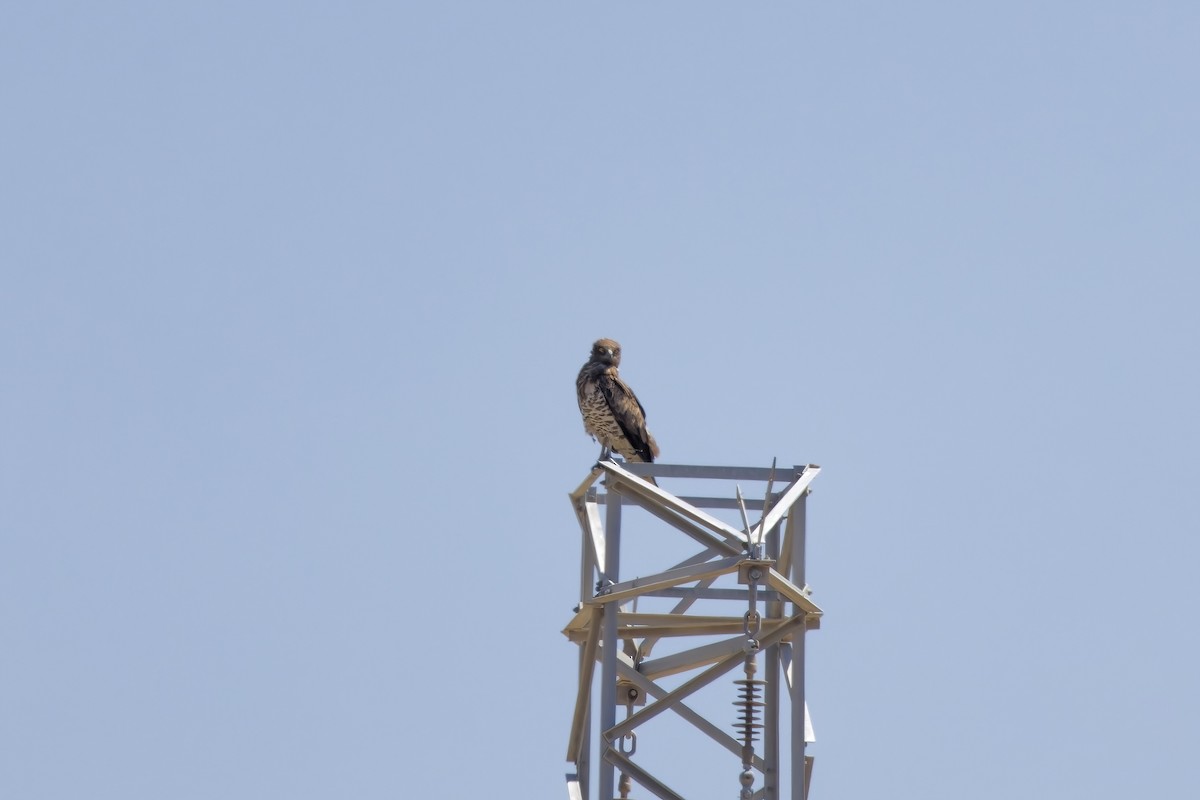 Short-toed Snake-Eagle - ML622088868