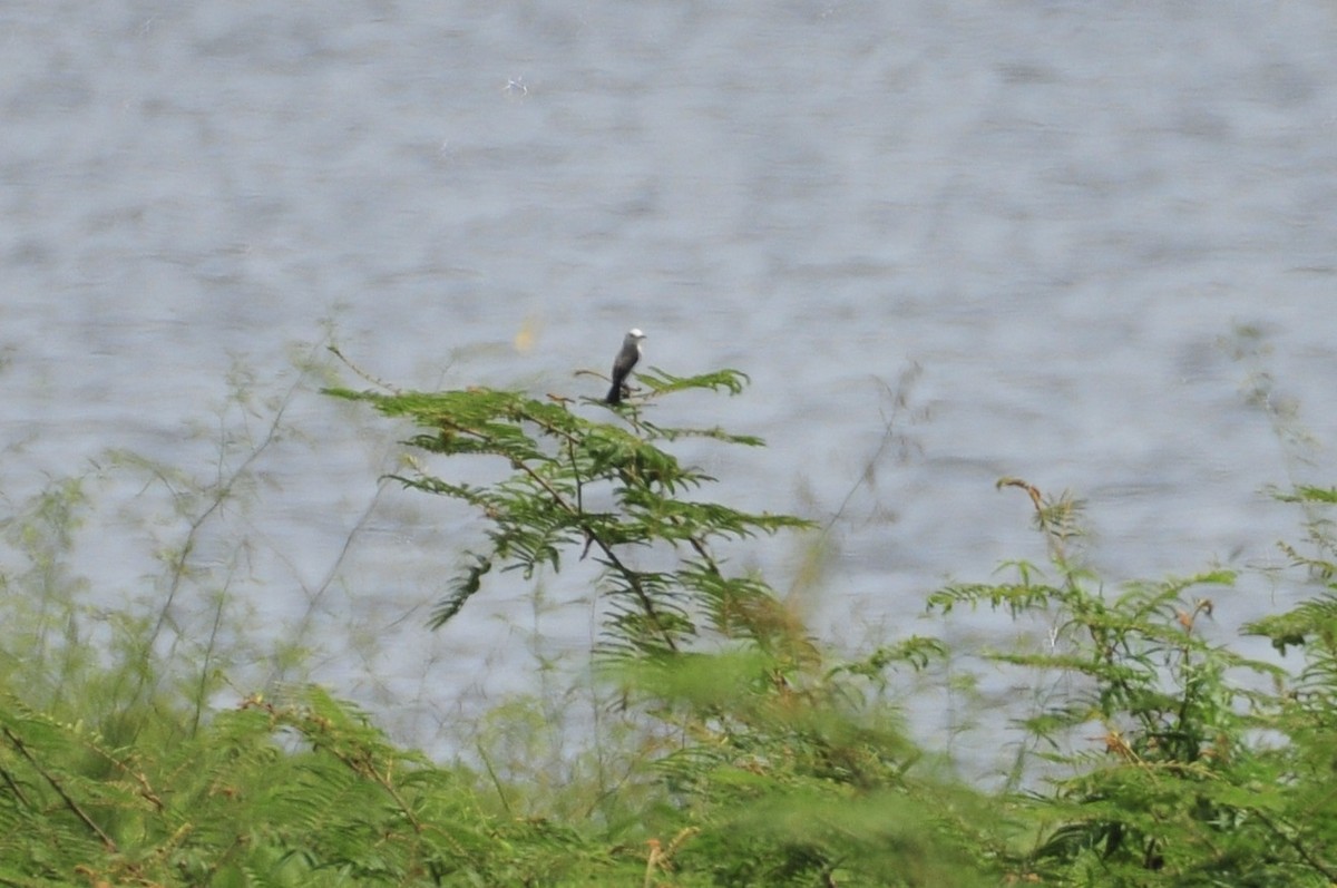 Pied Water-Tyrant - ML622088870