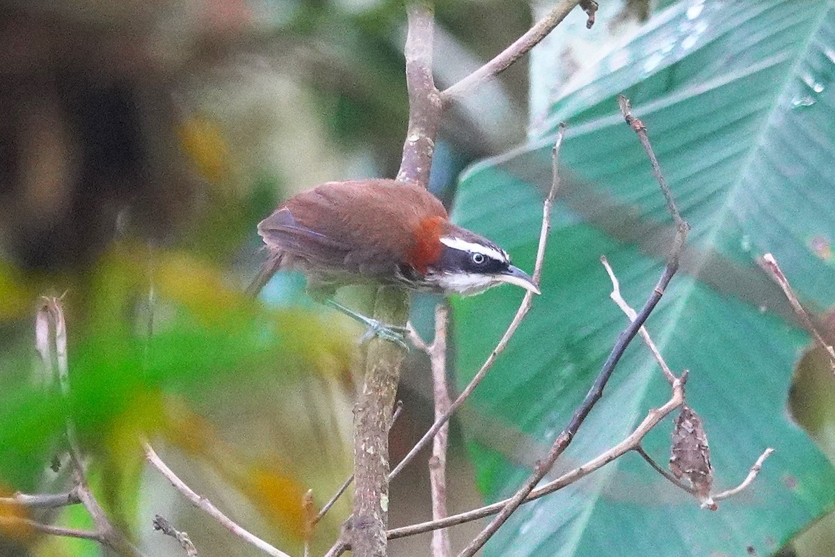 Taiwan Scimitar-Babbler - Cynthia Su