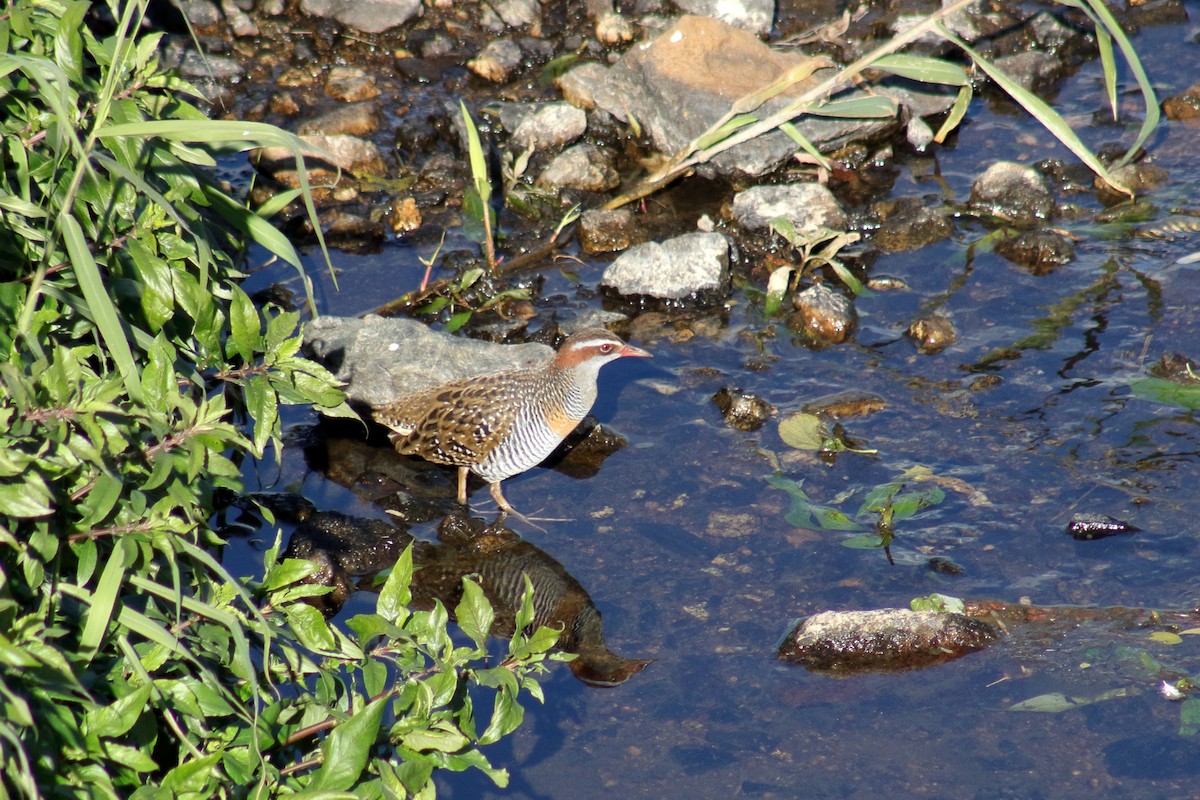 Buff-banded Rail - Kaden Porter