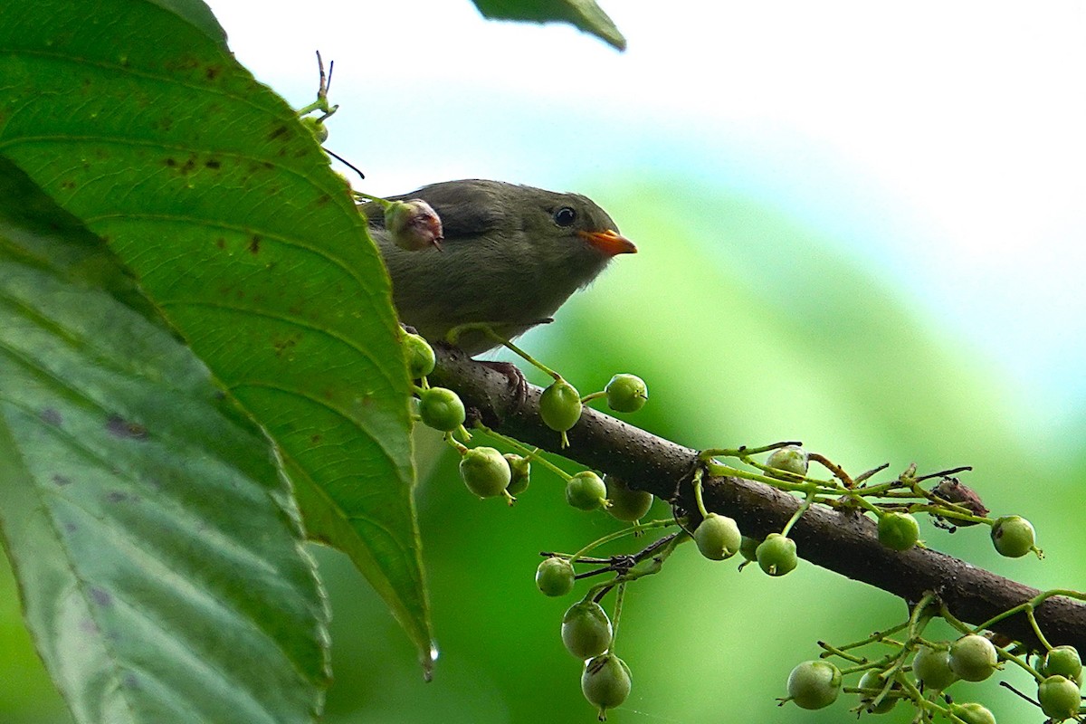 Plain Flowerpecker - Cynthia Su