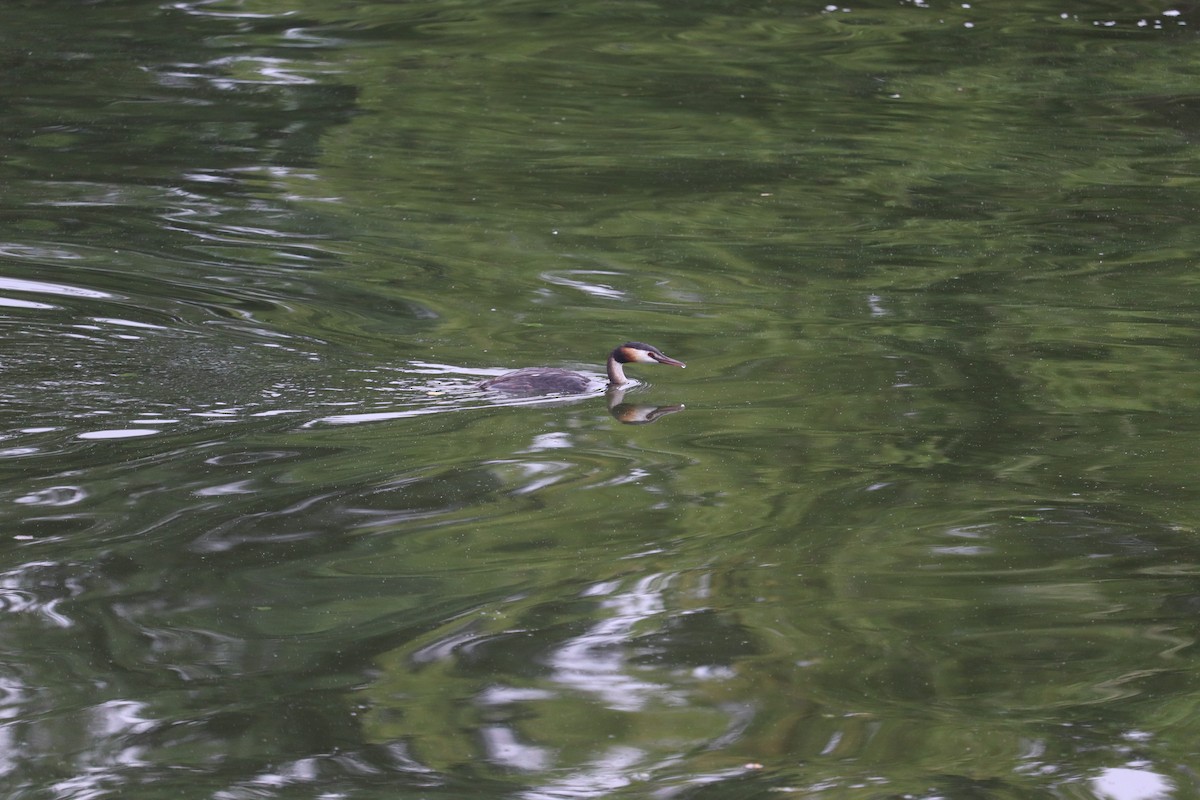 Great Crested Grebe - Agnish   Kumar Das