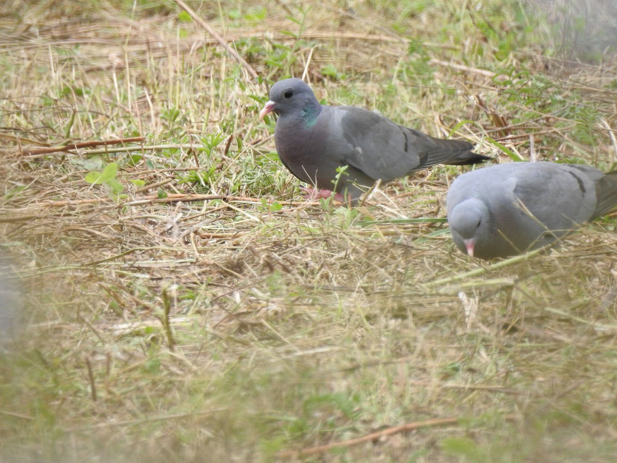 Stock Dove - ML622088927