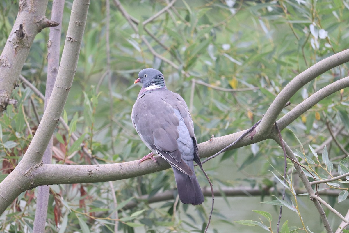 Common Wood-Pigeon - ML622088928