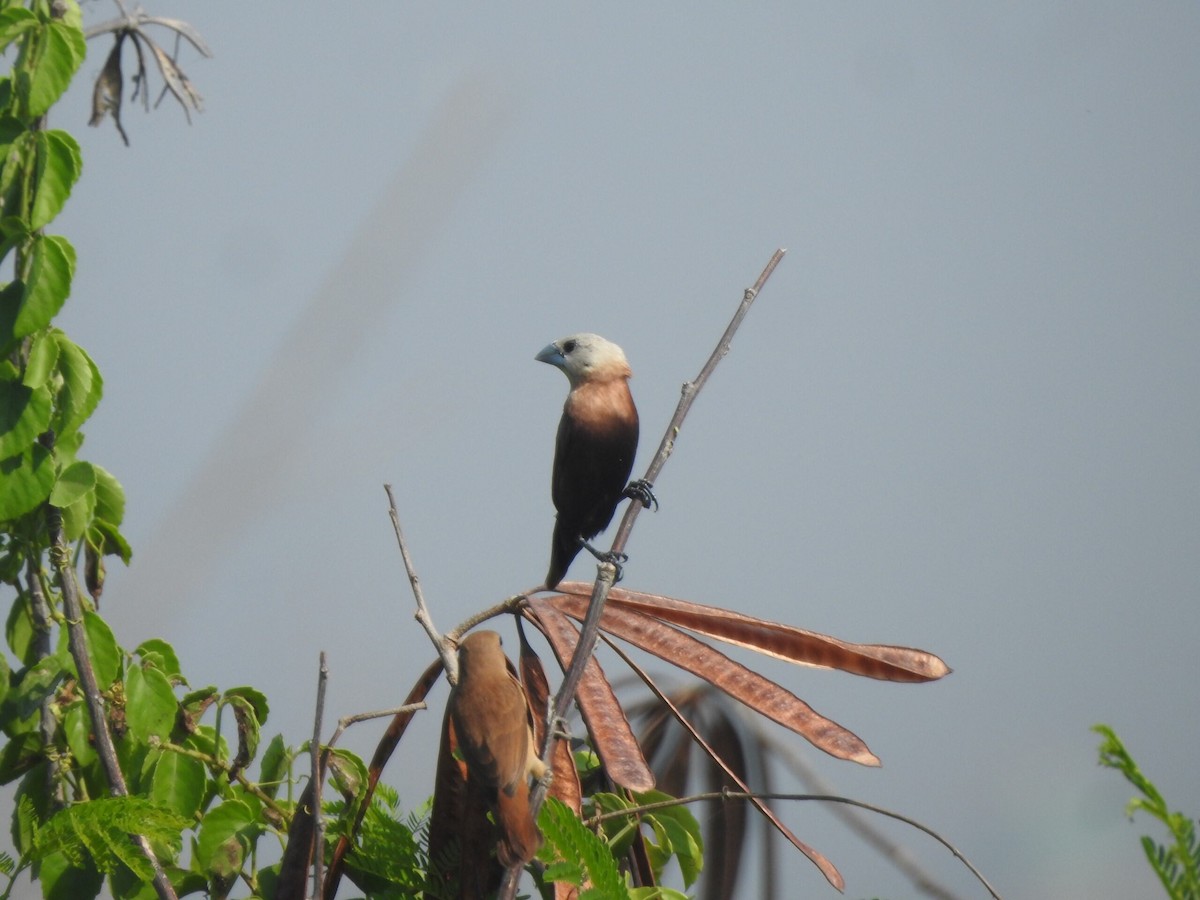 White-headed Munia - ML622088929