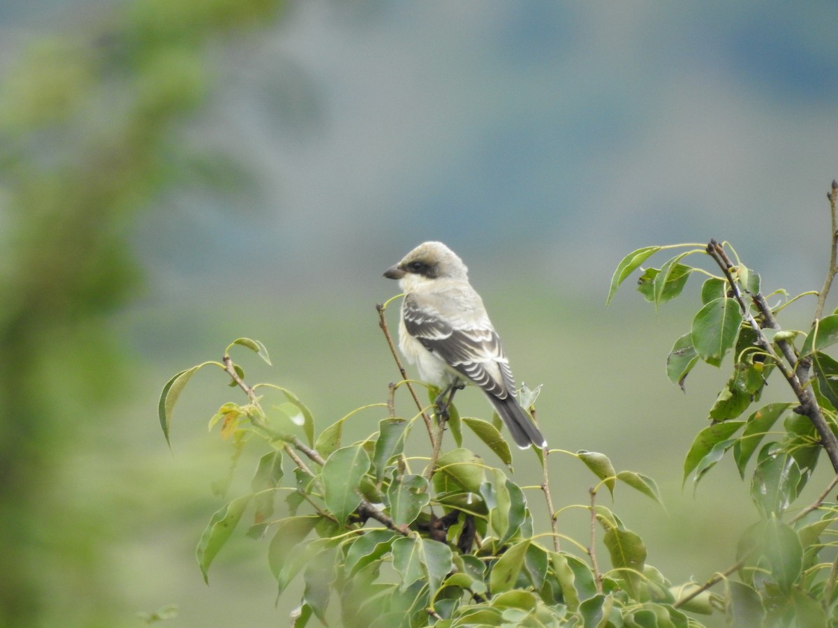 Lesser Gray Shrike - ML622088931