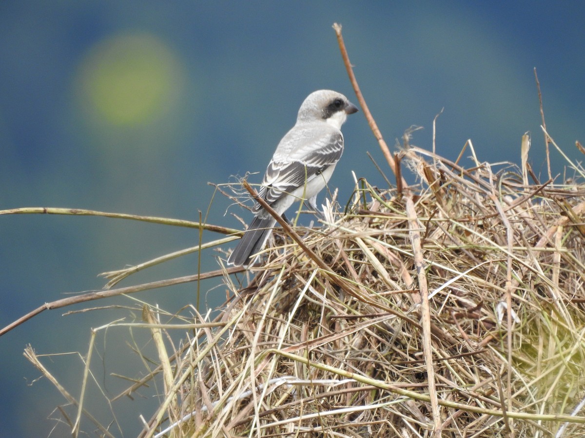 Lesser Gray Shrike - ML622088932