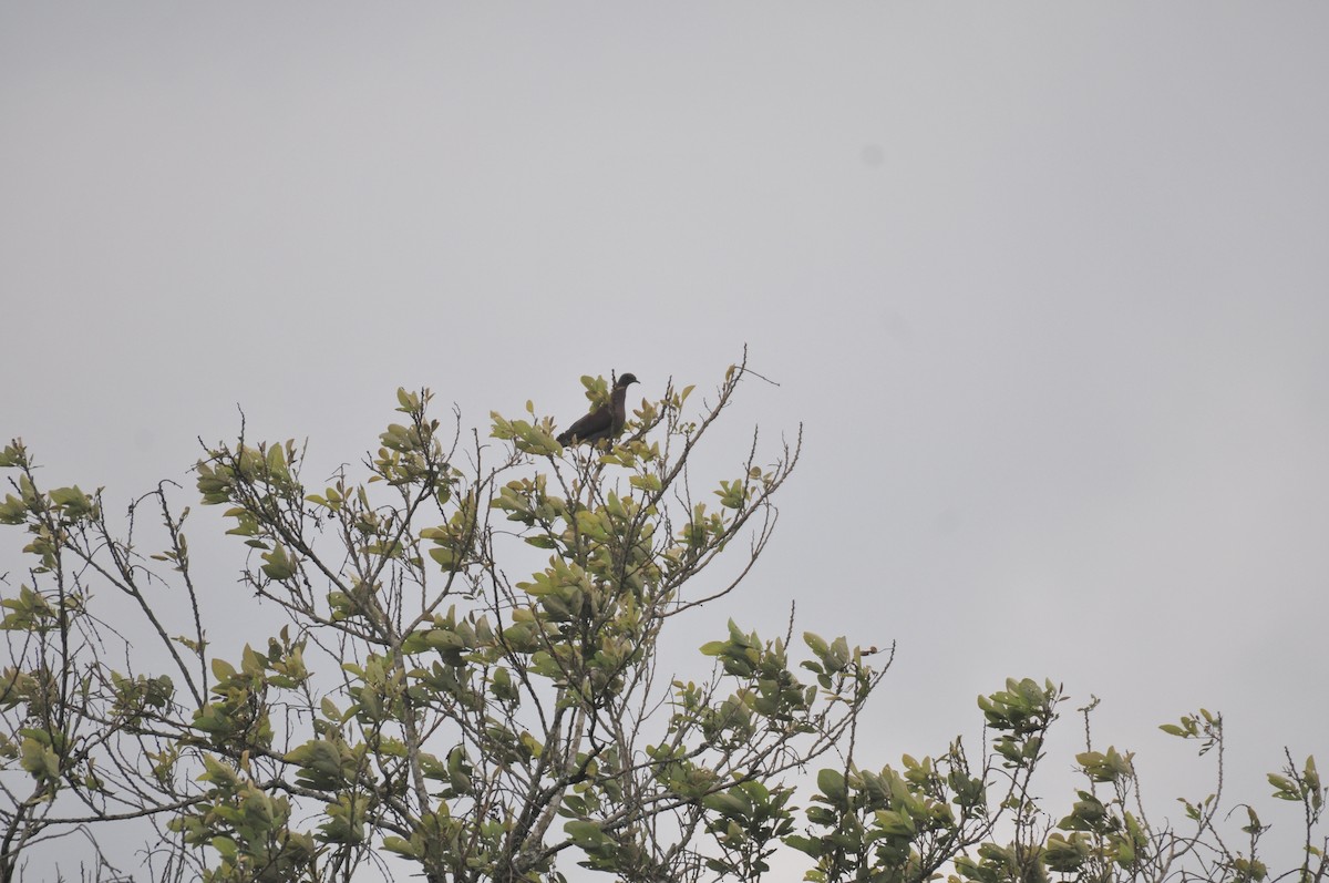 Band-tailed Pigeon - ML622088933