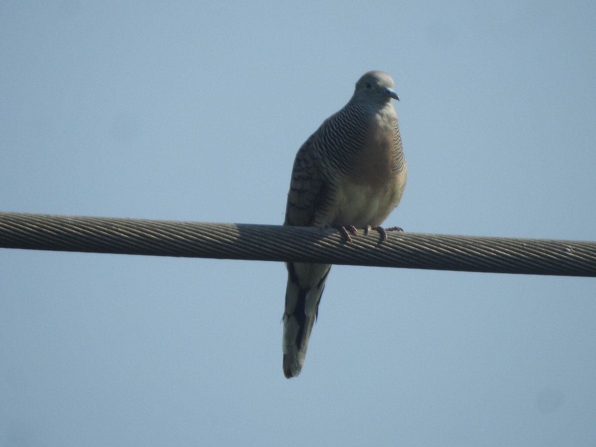 Zebra Dove - ML622088934