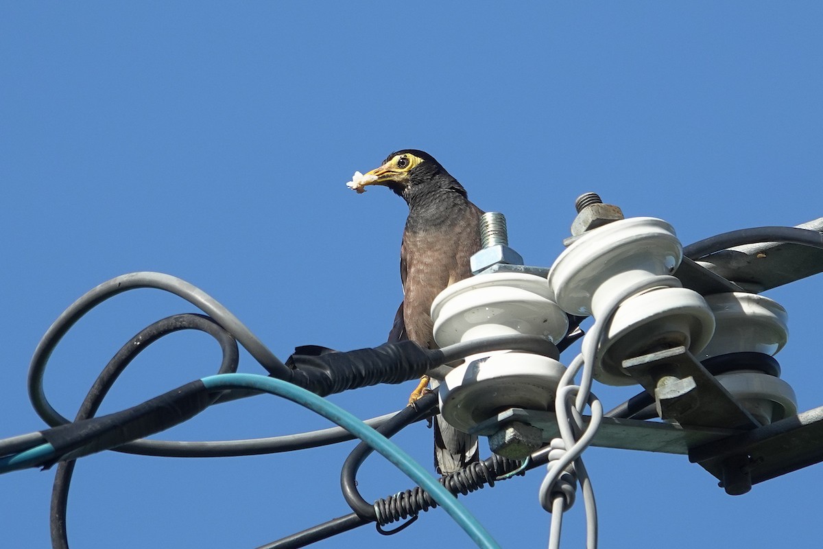 Common Myna - ML622088935