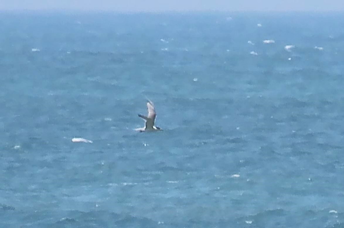 Great Crested Tern - ML622088937