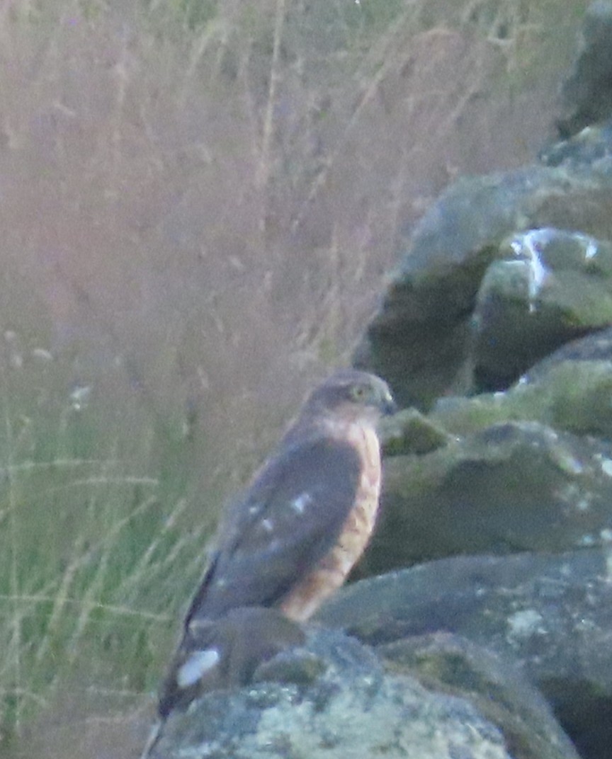 Eurasian Sparrowhawk - ML622088940