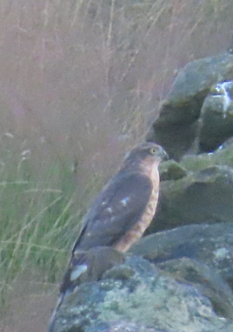 Eurasian Sparrowhawk - Paul Cole