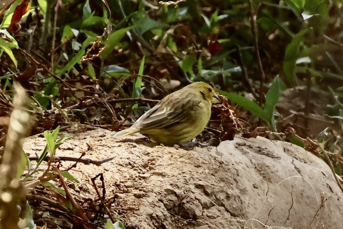 Orange-fronted Yellow-Finch - ML622088942