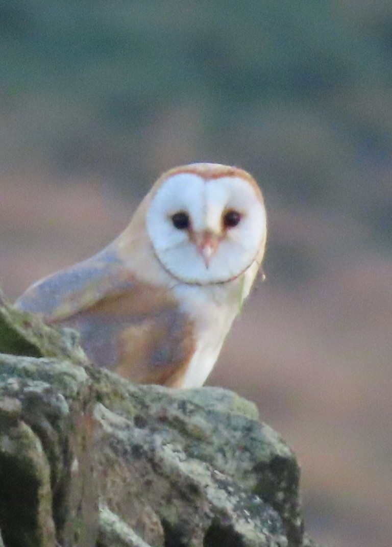 Barn Owl - ML622088944