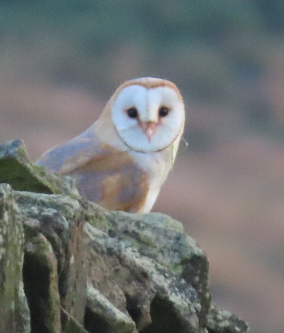 Barn Owl - ML622088945