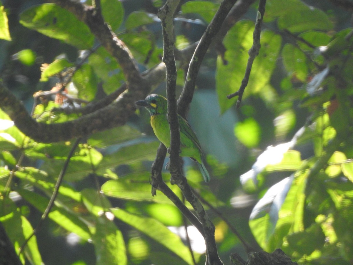 Yellow-eared Barbet - ML622088948